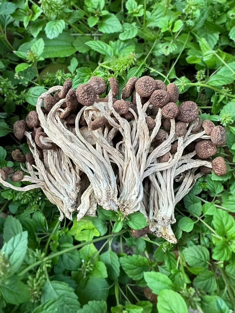 【龙祥精选】福建新货古田茶树菇干货农家日晒煲汤食材不开伞土特产