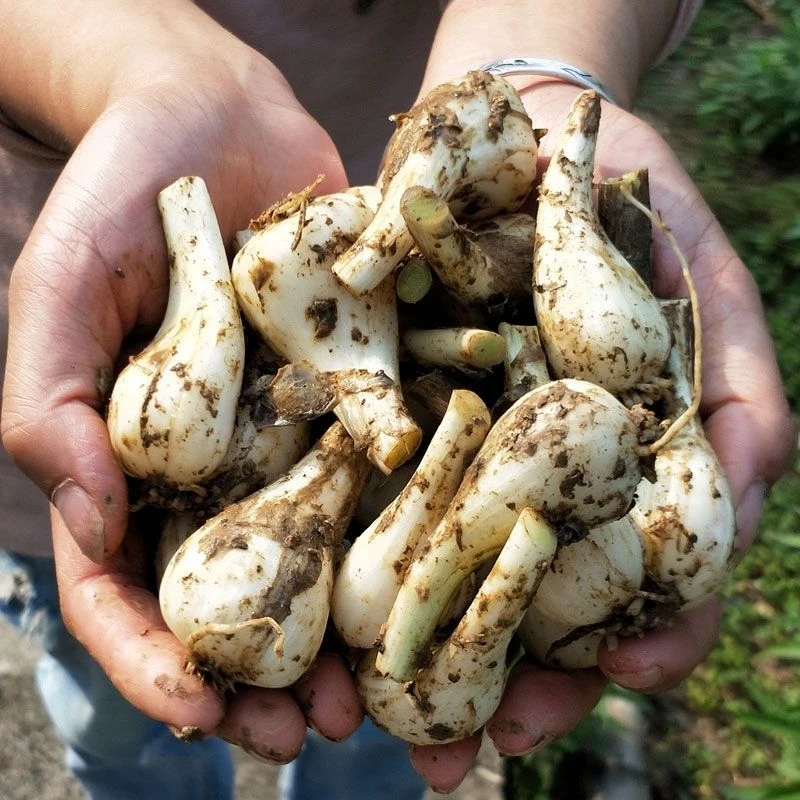 荞头新鲜荞头生藠头新鲜蔬菜本地小荞头现挖现发农家自种荞头蔬菜