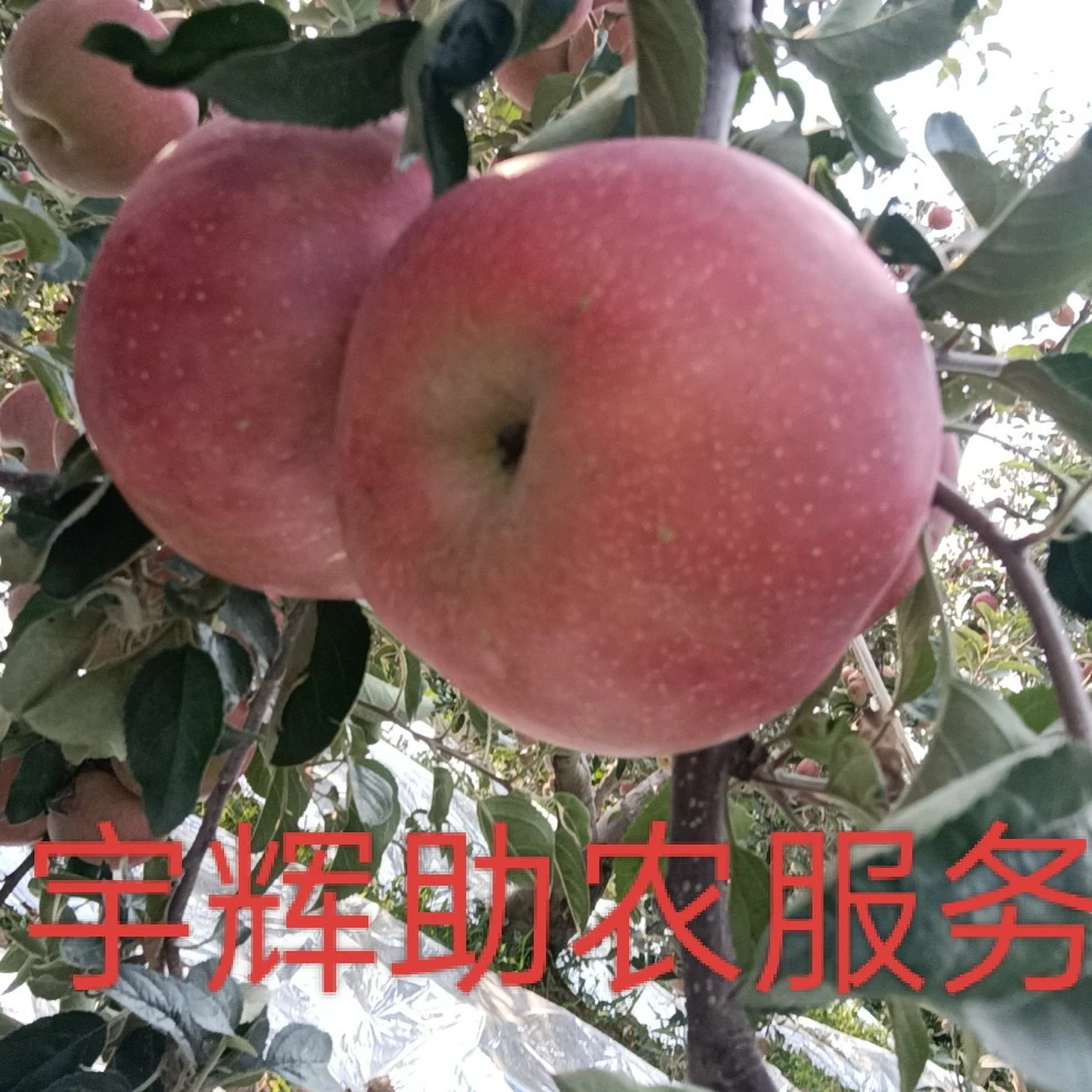 正宗昭通苹果糖心丑苹果
