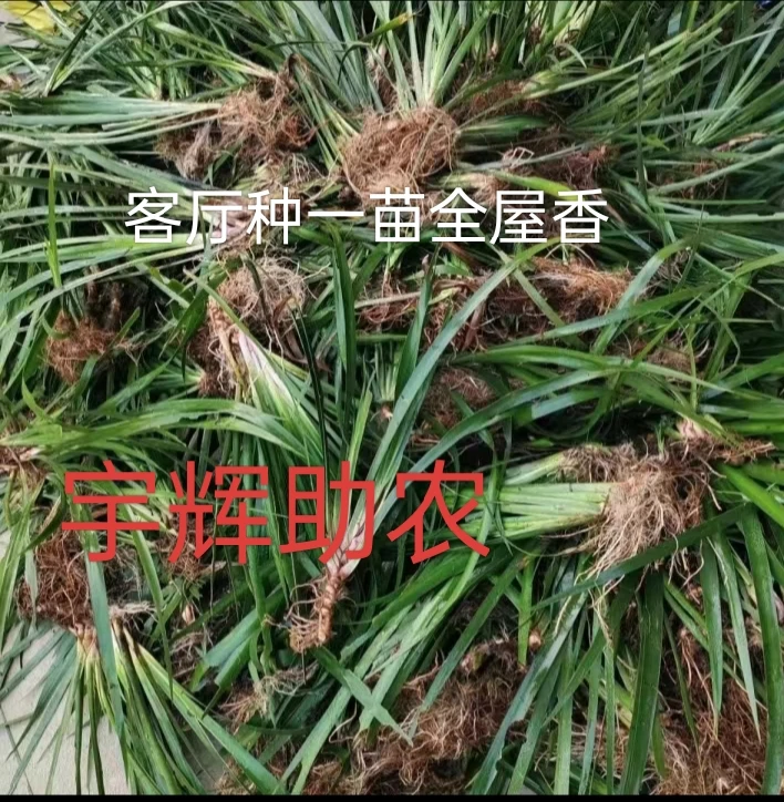 手摸香(客厅专用香草)一盆全屋香金品香草