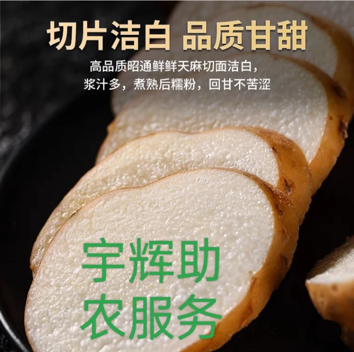 云南昭通小草坝乌天麻正宗高山种植三年生长新鲜采挖