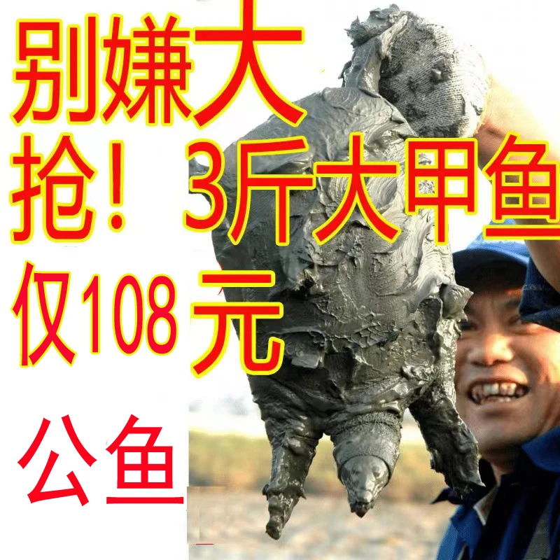 【鱼塘搬迁 】3斤1只 鲜活公甲鱼便宜卖了【5年老甲鱼】亏本甩卖