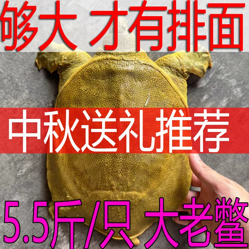 【大！才有排面】5.5斤1只 青黄背 黄油 公甲鱼 【包活送达 死了包赔】