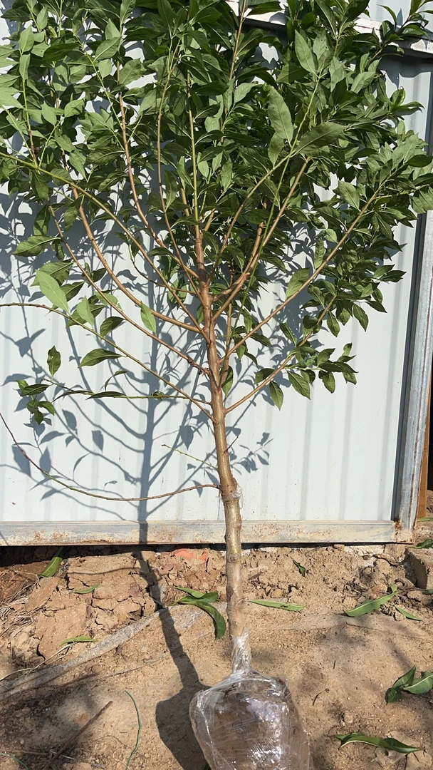 2.3.4.5.6.7 年苗 一物一拍