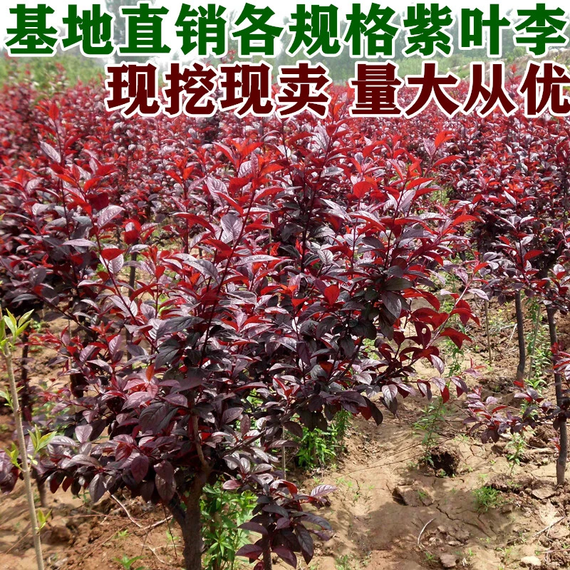 紫叶李苗红叶李树苗紫叶李小苗速生紫叶李树苗工程庭院别墅绿化苗