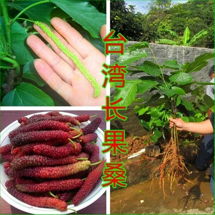 桑果树苗盆栽四季果桑苗无籽大十桑葚长果桑南方北方种植庭院 3年