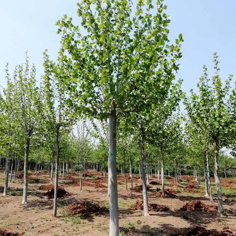 侬律 法桐树苗基地直销 法国梧桐树苗速生法桐苗小苗别名法桐悬铃