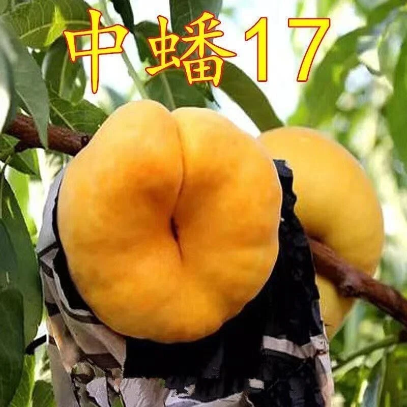 蟠桃树苗嫁接特大蟠桃苗美国红蟠黄金蟠桃树苗南北方种植当年结果