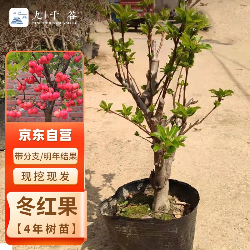 冬红果盆景海棠果树苗盆栽花卉室内阳台观花观果 4年苗不含盆9950