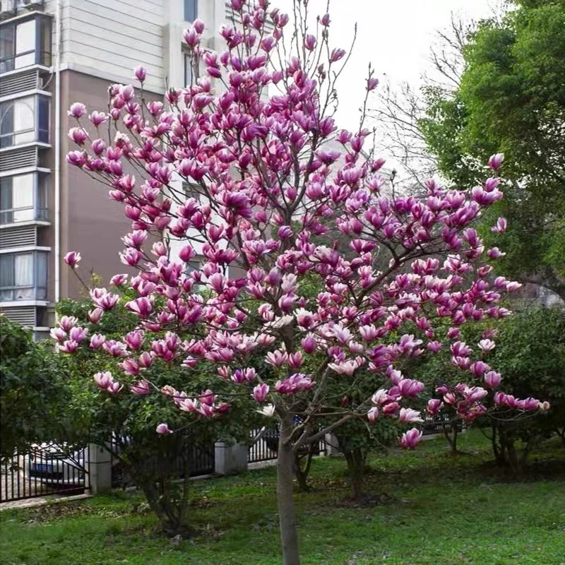 玉兰花树苗庭院大型地栽耐寒花卉黄白紫红二乔南北方种植绿化植物
