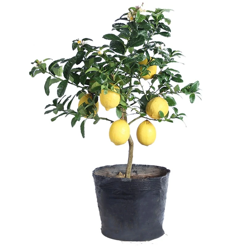 柠檬树苗带果柠檬苗绿植盆栽室内阳台庭院植物四季结果香水柠檬树