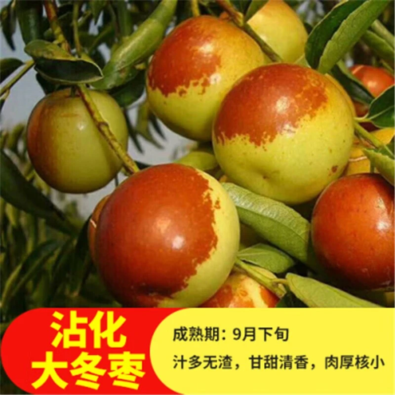 嫁接果树枣树活苗庭院地栽大红枣当年结果南北方庭院别墅种植花卉