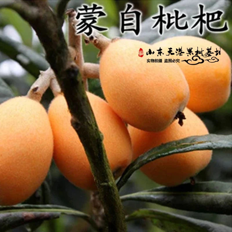 枇杷苗 枇杷树苗大五星枇杷果树苗蒙自琵琶果树苗南北方琵琶苗种