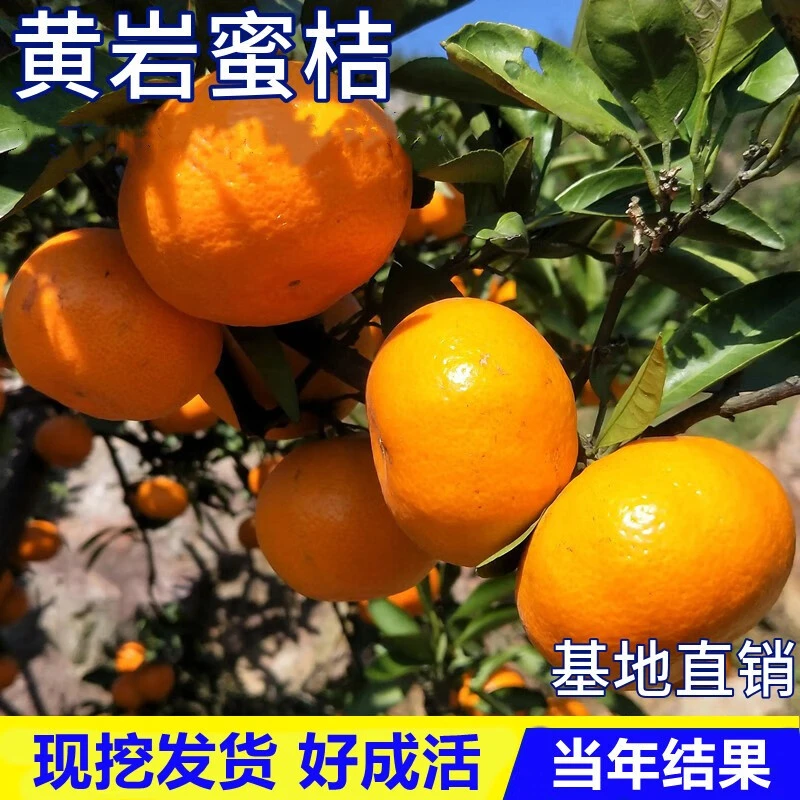 黄岩无核蜜桔苗嫁接早熟桔子树苗南方北方种植盆栽地栽甜橘子黄岩