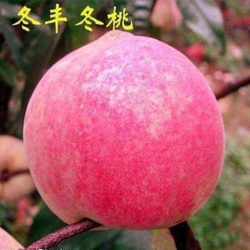 晚熟桃树苗巨型冬桃雪里红冬桃苗中华桃王冬丰冬桃树苗南北方种植