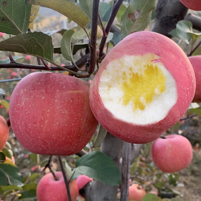 新疆阿克苏冰糖心苹果树苗全国易种产量高嫁接苹果苗易活当年结果