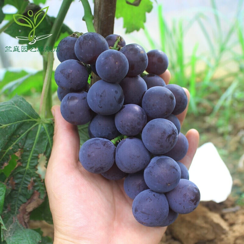 巨峰葡萄苗爬藤葡萄树苗南方北方种植盆栽地栽果树产量高当年结果