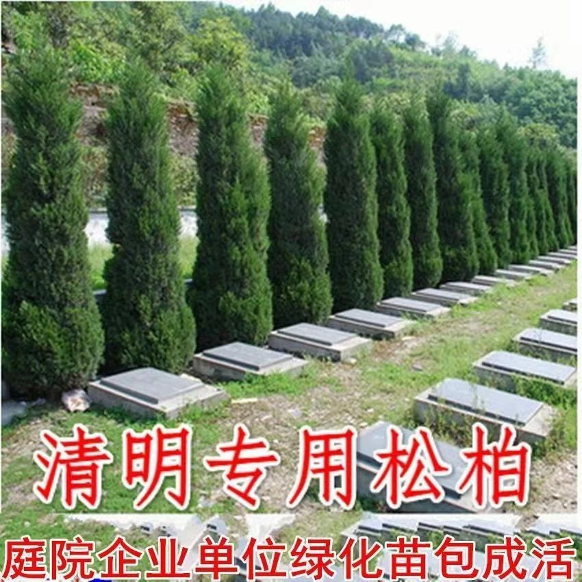 松柏树苗侧柏树苗扁柏圆柏塔柏宝塔松龙柏苗清明扫墓墓地工程绿化