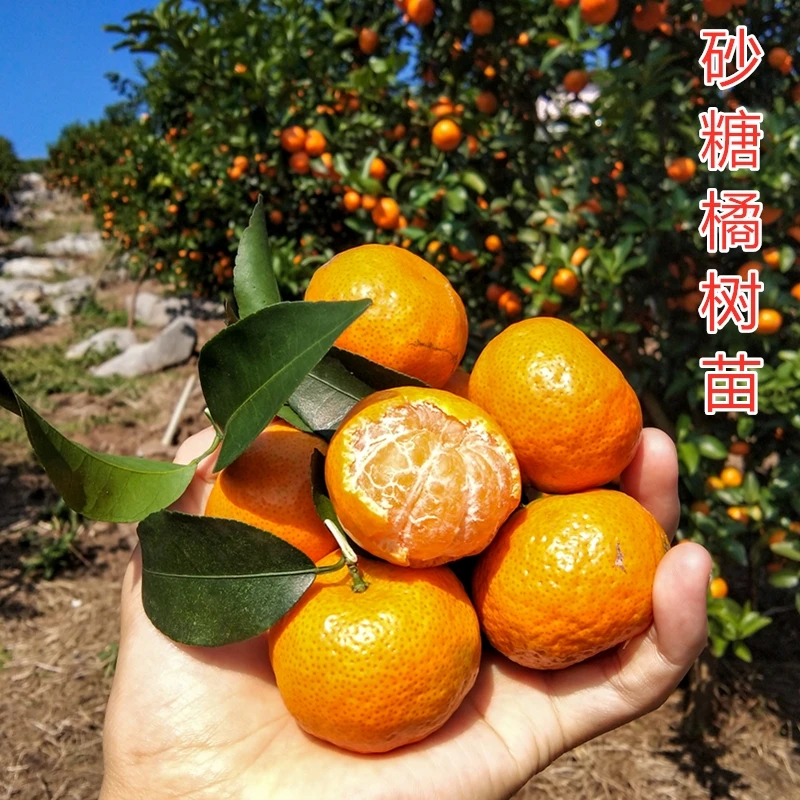 正宗沙糖桔树苗地栽盆栽南北方种植橘子树苗柑桔果树砂糖橘嫁接苗