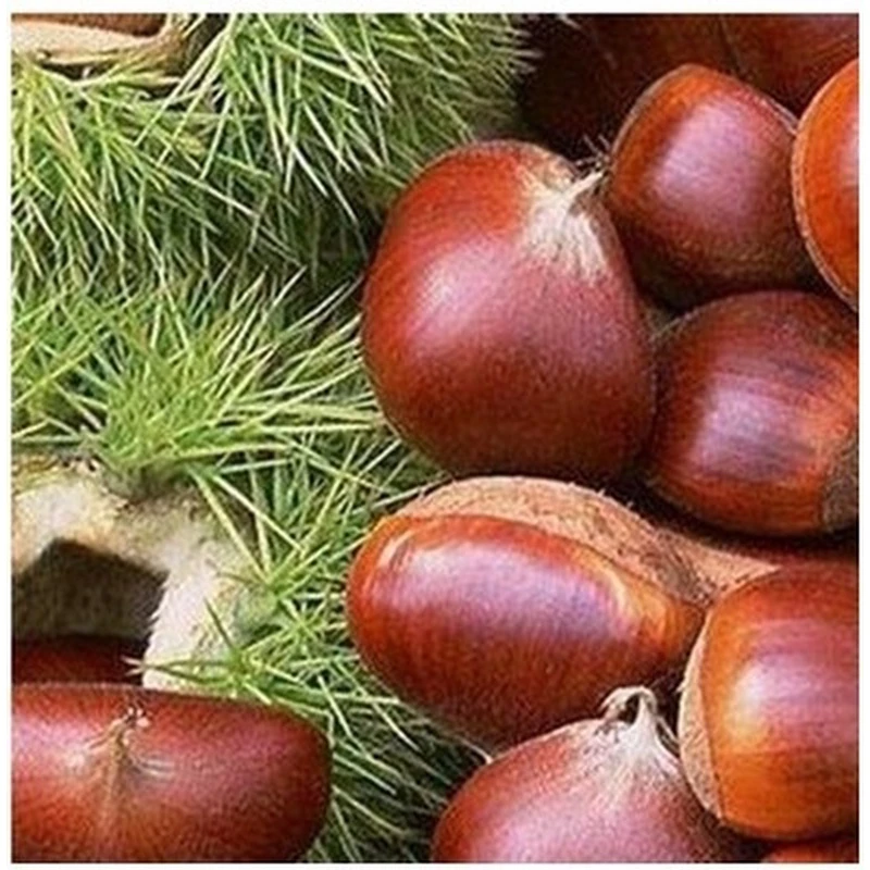 板栗树苗果树苗嫁接板栗苗大红袍板栗栗子树苗南北方种植当年结果