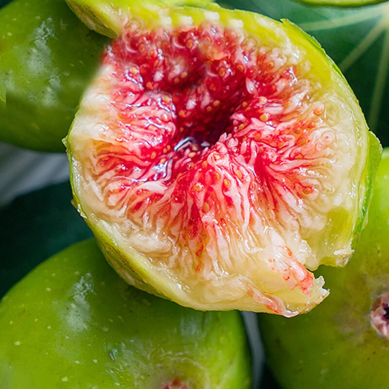 无花果小甜心树苗南方北方四季种植易活盆栽地栽果树苗 1厘米粗【