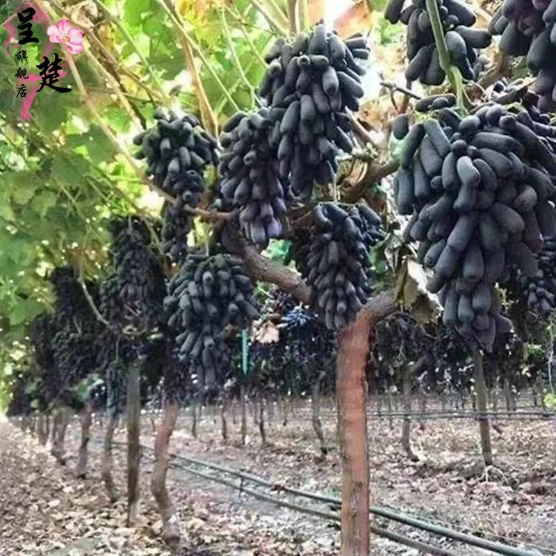 蓝宝石葡萄苗果树苗葡萄树苗特大爬藤盆栽南北方四季种植当年结果