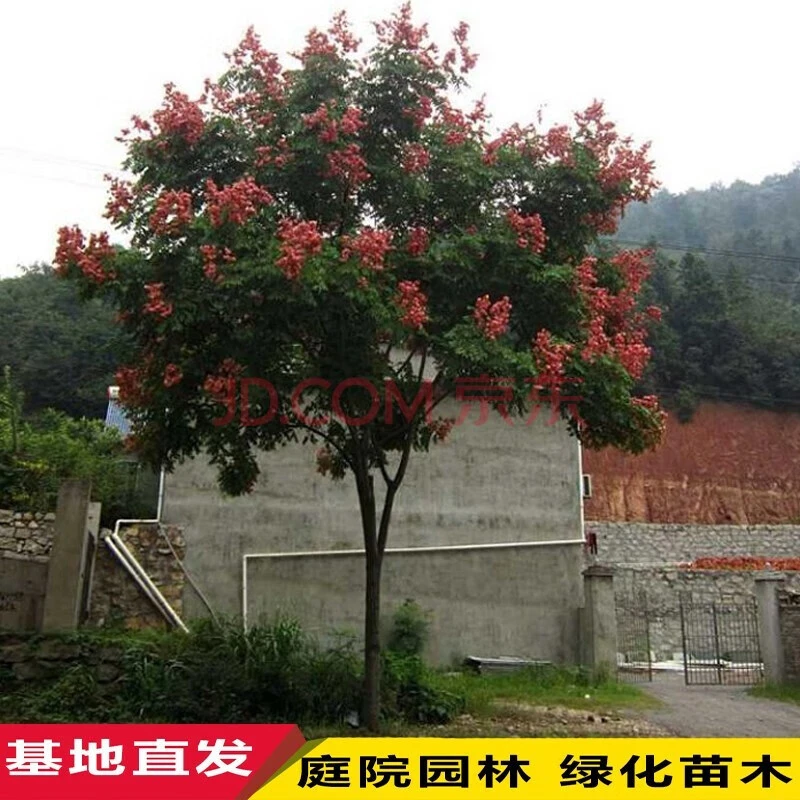 栾树苗小苗黄山栾北京栾园林工程绿化苗木行道树灯笼树庭院风景