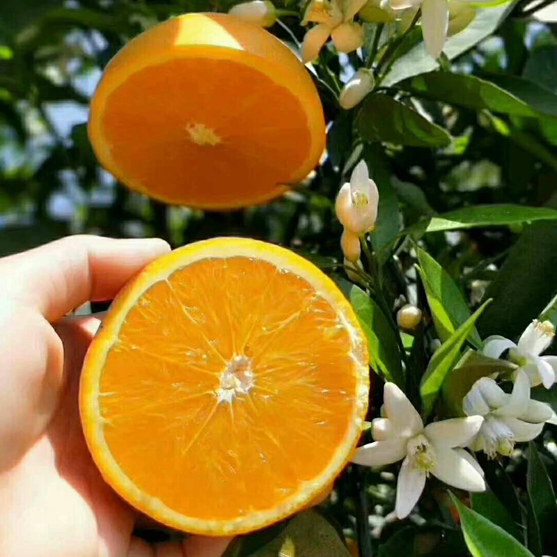 嫁接橙子苗脐橙树苗秭归伦晚脐橙苗血橙粑粑苗夏橙苗脐橙树苗