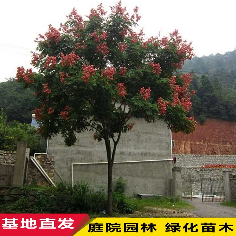 栾树苗小苗黄山栾北京栾园林工程绿化苗木行道树灯笼树庭院风景