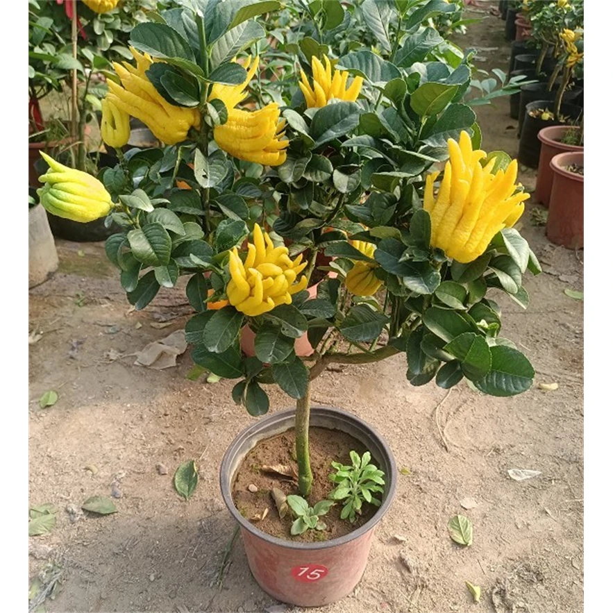 佛手柑盆栽带果带花发货庭院阳台植物绿植千佛手柑食用四季结果