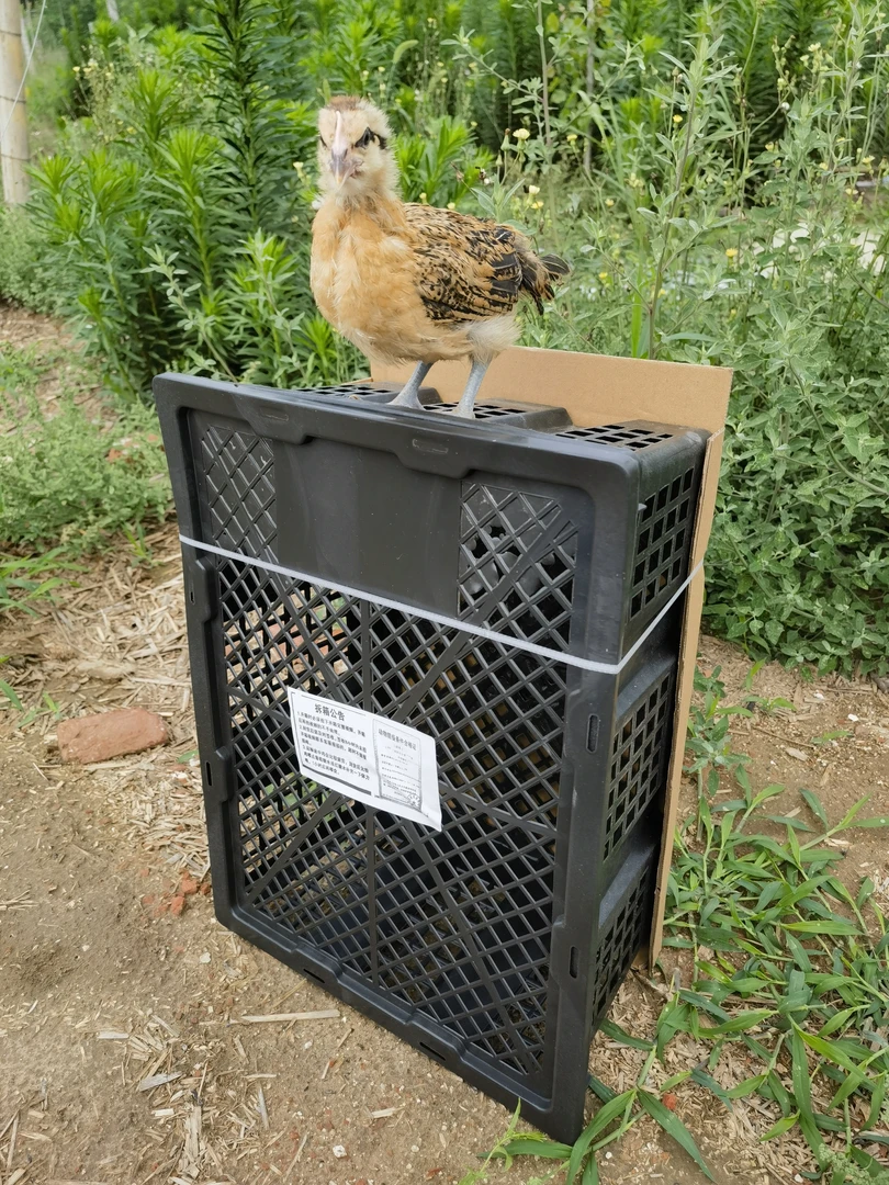 青脚麻鸡筐 打包筐 养殖用养鸡设备