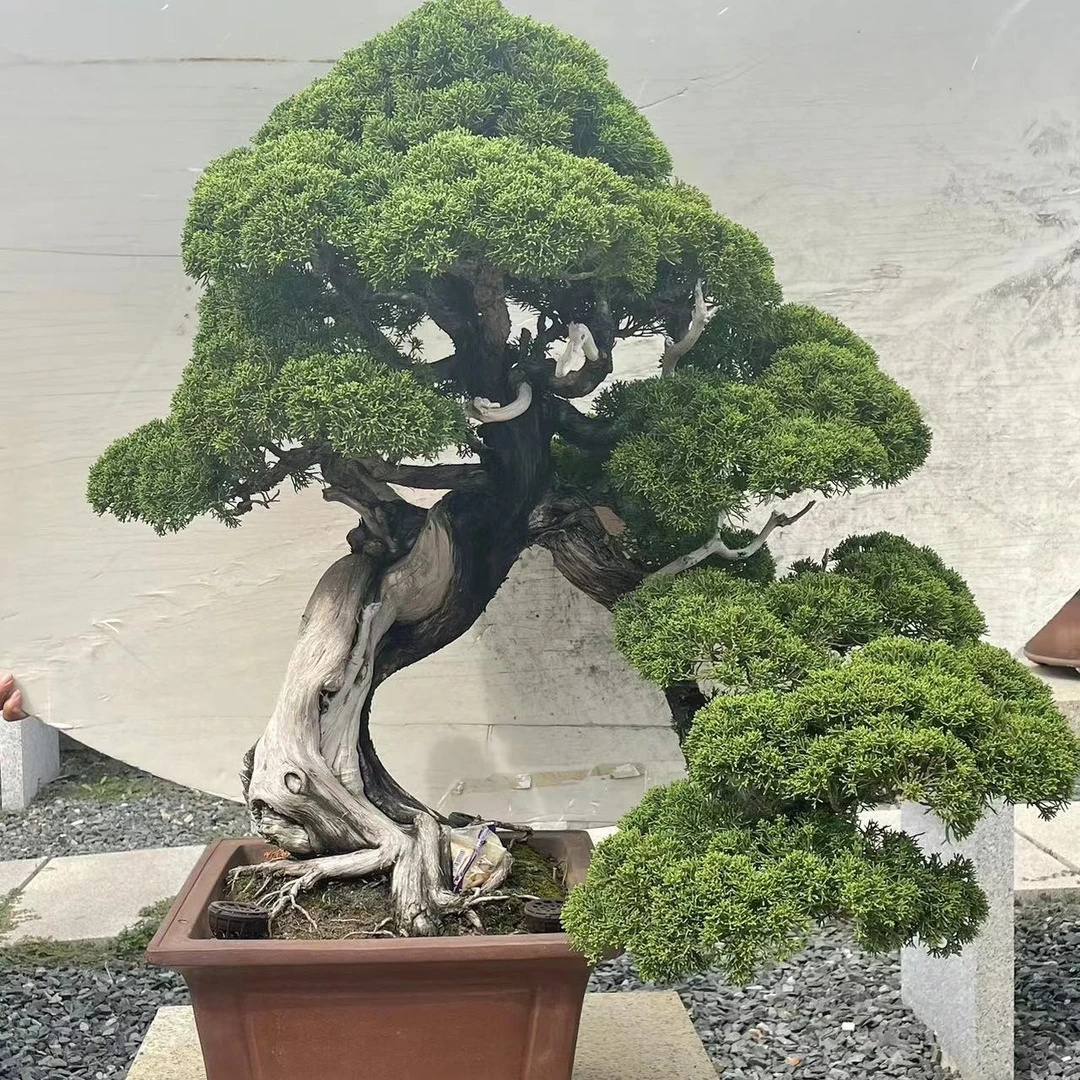 夏季精品定制真柏黑松罗汉松盆景室内外观赏盆景原盆一物一拍