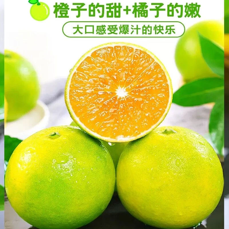 [天津航空]云南玉溪哀牢山绿皮冰糖橙净重4.5斤装新鲜采摘发货