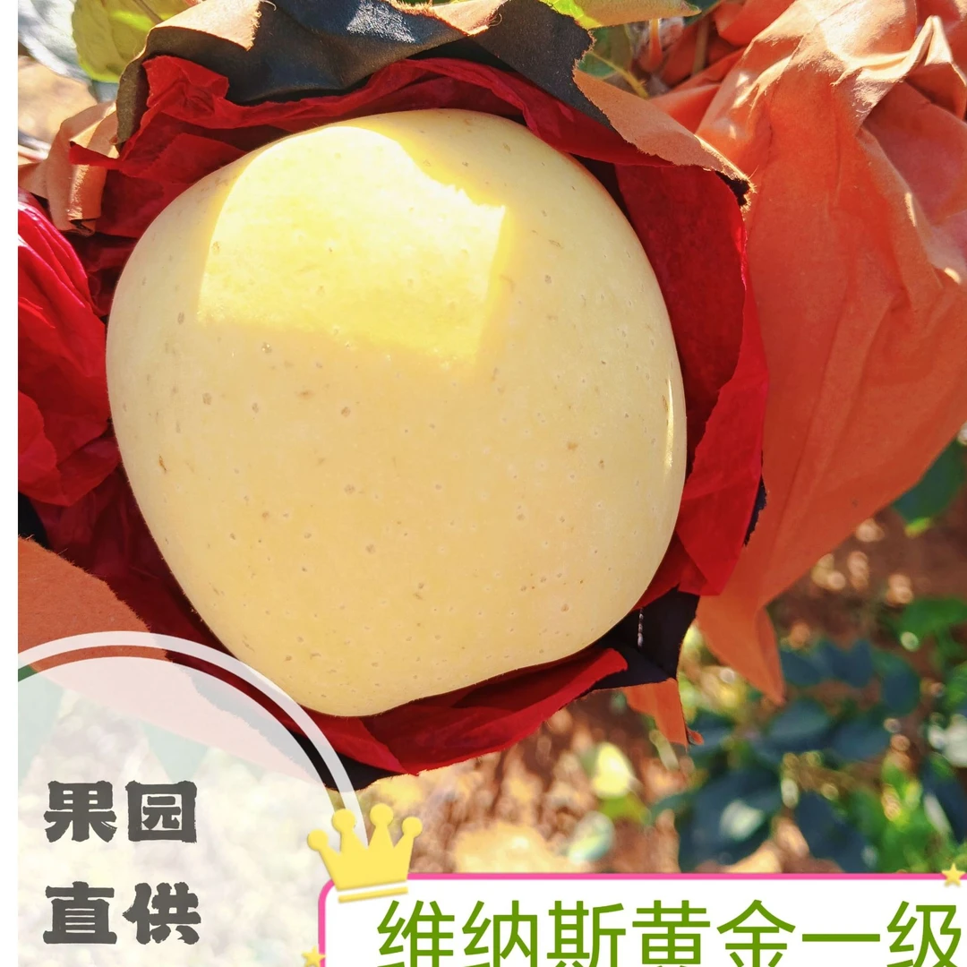 正宗维纳斯黄金苹果香脆多汁纯甜口冰糖心果园农产品包邮黄金苹果