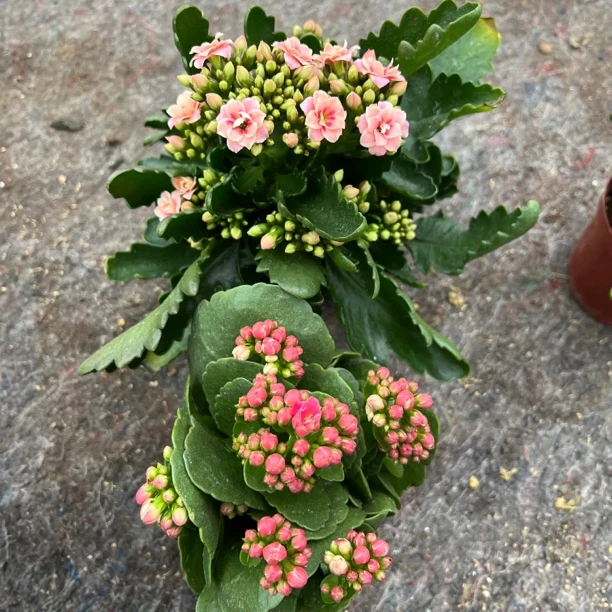 长寿花园～【多比猫眼➕阿加西】