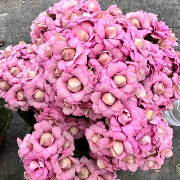 长寿花园～【莉莉安】盆 矮壮颗型