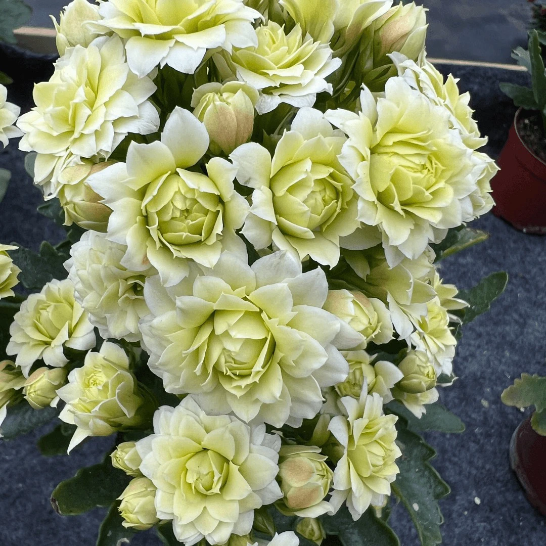 长寿花园～【阳光白】110盆