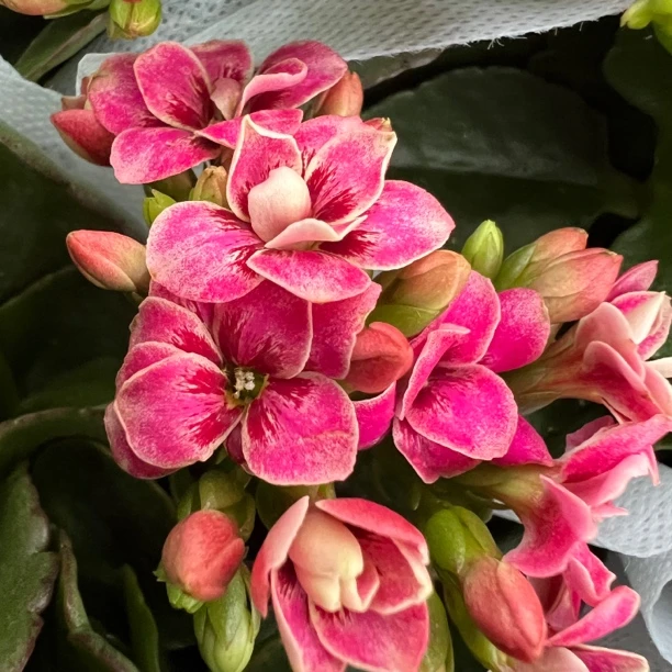 长寿花园～【粉猫】