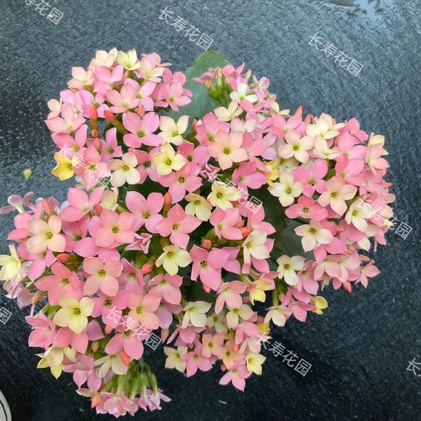 长寿花园～【七彩糖条】130盆 单瓣变色品种