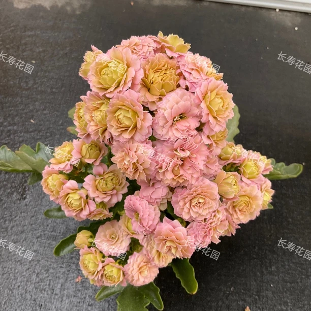 长寿花园～【阳光粉切花系列】110规格盆