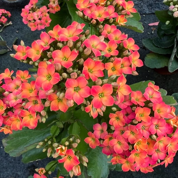 长寿花园～【芒果汁】110盆