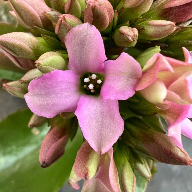 长寿花园～【唇彩】单瓣新品