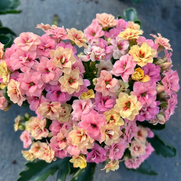 长寿花园～2盆组合【多比猫眼➕小黄金】