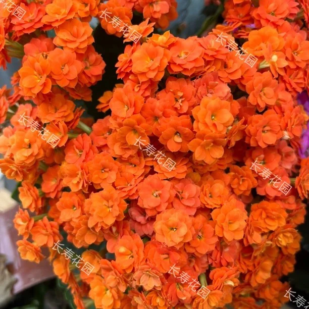 长寿花园～【安妮斯】130杯