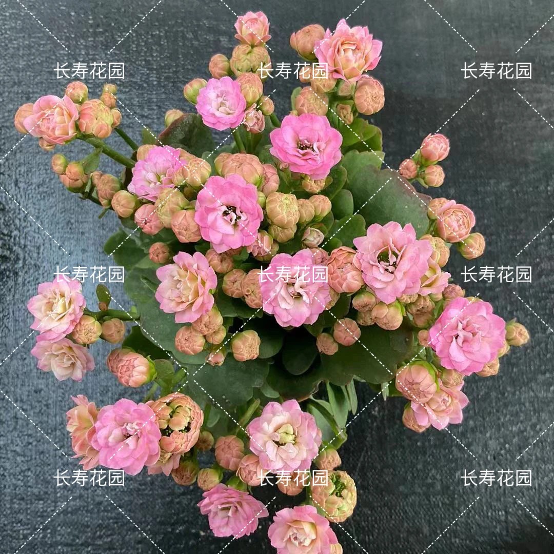 长寿花园～【夏荷】