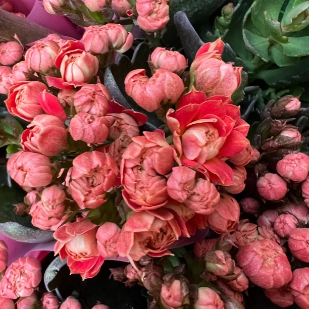 长寿花园～【聚宝盆】