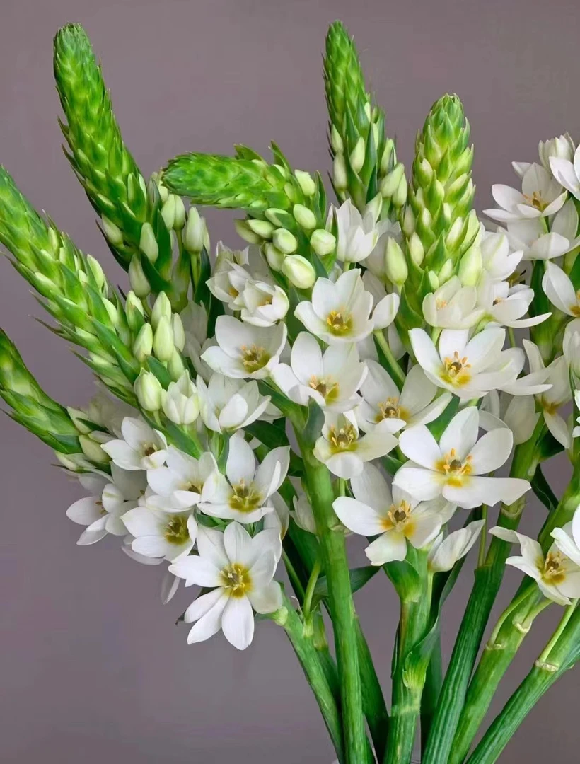 【高端花材】圣心百合浪漫鲜花花期取悦自己产地直发好养护！