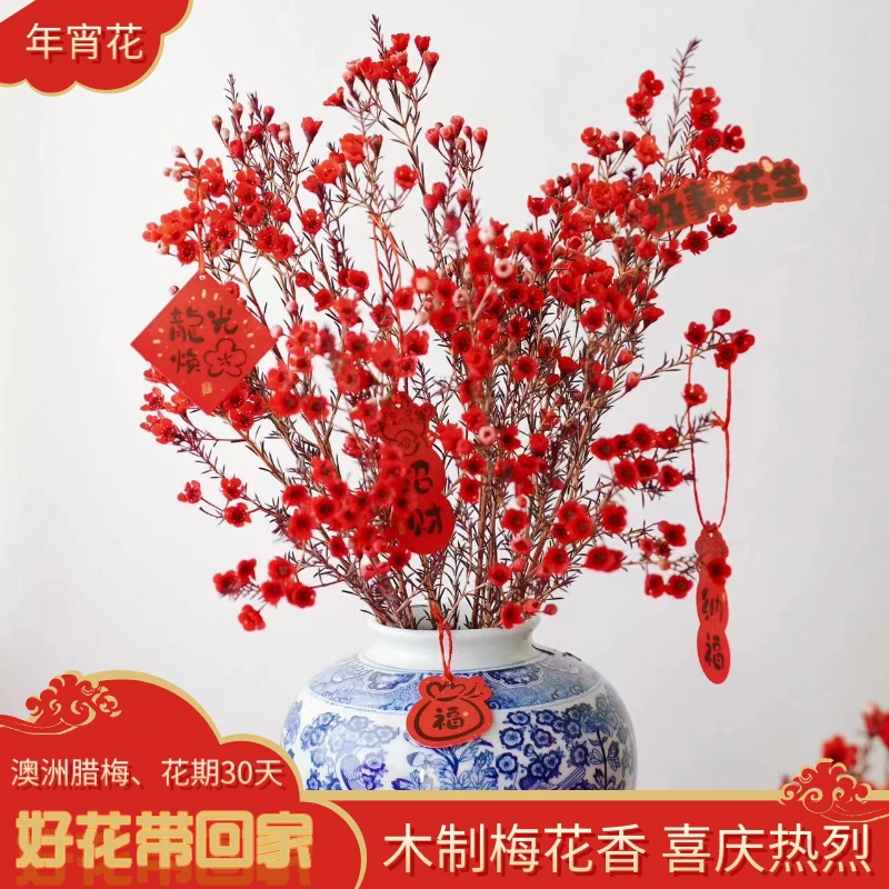 【木本花材】澳洲腊梅、淡淡松香味、鲜切花、年宵花、养护产地产品