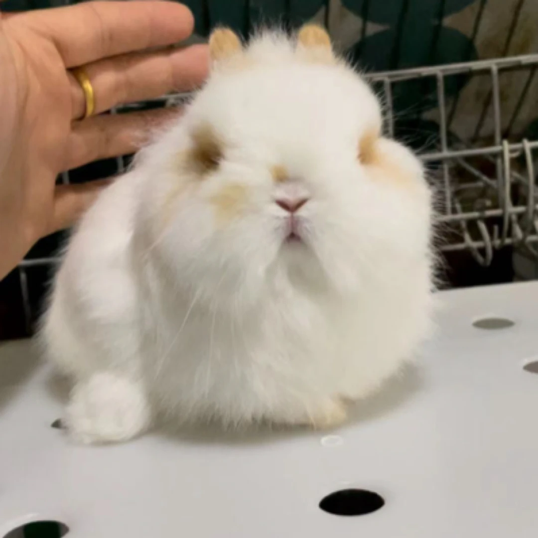 「超萌好物」【小体型】宠物活物侏儒兔子活体长不大儿童宠物垂耳兔
