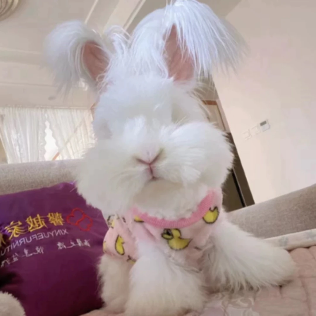 网红巨型安哥拉兔巨兔活体长毛兔子活物大型兔子宠物兔幼年成年兔